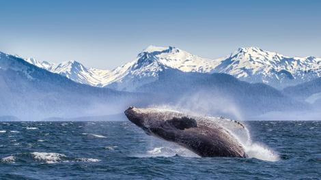 A giant humpback whale leaping from the water