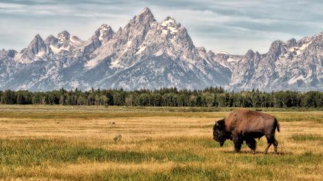 In the valley, where bison herds wander freely