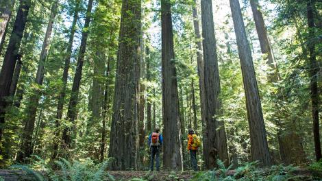 Gazing upward from the base of the tallest trees on Earth