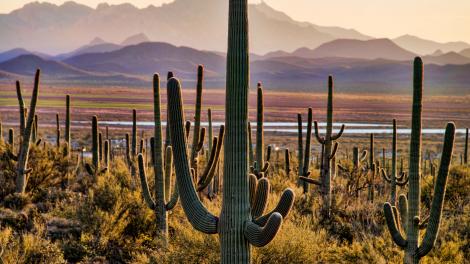 Los saguaros son grandes como árboles y parecen centinelas vigilando el desierto 