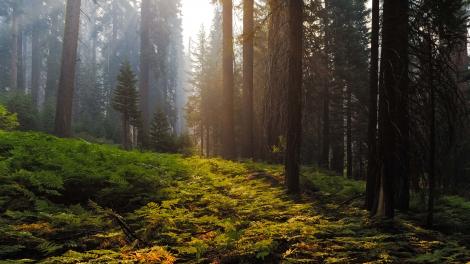 Light peeks through towering redwoods onto the thriving forest floor
