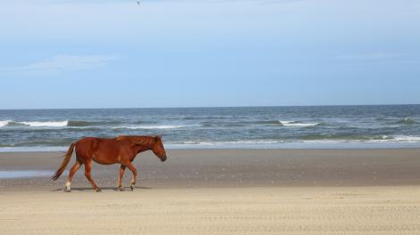 Wildes Pony am Carova Beach auf den Outer Banks