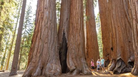 Family marveling at the size of the trees in Sequoia National Park