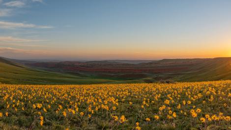 Black-eyed Susan flowers bloom in Red Canyon just south of Lander, Wyoming