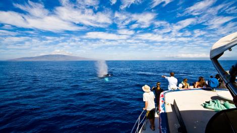 Close encounters with whales off the Kohala Coast