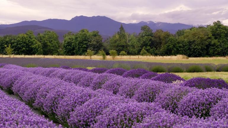 Woodinville Lavender Farm