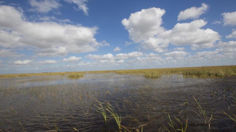 포트로더데일 소그라스 레크리에이션 파크에서 즐기는 에버글레이즈 습지 에어보트 투어