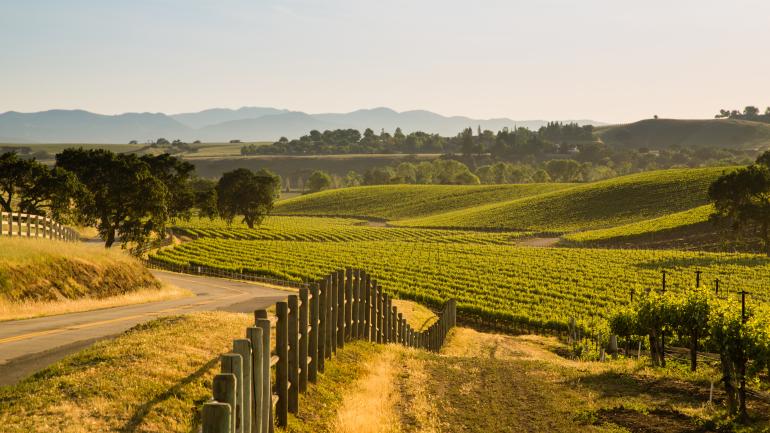 Scenic view of Sauvignon Blanc grapevines at a Santa Barbara vineyard
