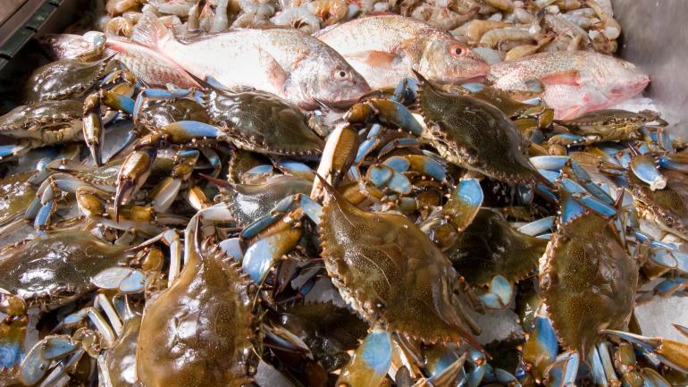 Des crabes bleus, l’ingrédient principal de la She-Crab Soup