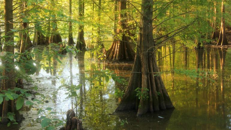 宁静的清晨,Bogue Chitto National Wildlife Refuge 国家野生生物保护区内的柏树林 宁静的清晨,Bogue Chitto National Wildlife Refuge 国家野生生物保护区内的柏树林
