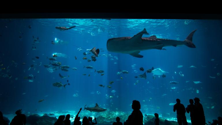 亚特兰大佐治亚水族馆 亚特兰大佐治亚水族馆