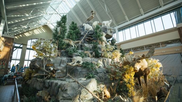 SCHEELS SCHEELS