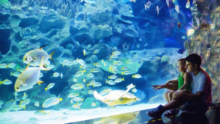 一对父子在冒险水族馆的“海洋王国”展区观赏游来游去的海洋生物 一对父子在冒险水族馆的“海洋王国”展区观赏游来游去的海洋生物