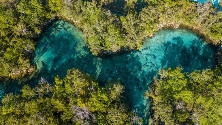 Seekühe an den Three Sisters Springs