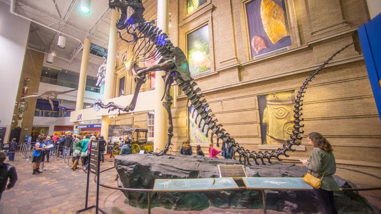 덴버 자연 과학 박물관에 전시된 공룡