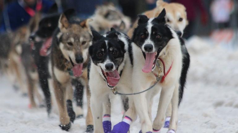 Sled dogs running near Anchorage Sled dogs running near Anchorage