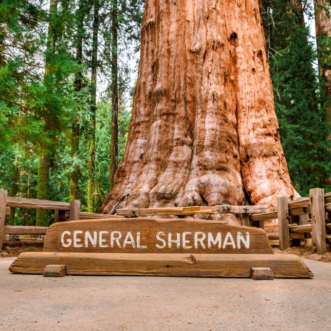 加利福尼亚州维塞利亚附近美洲杉国家公园的谢尔门将军树 (General Sherman Tree) 加利福尼亚州维塞利亚附近美洲杉国家公园的谢尔门将军树 (General Sherman Tree)