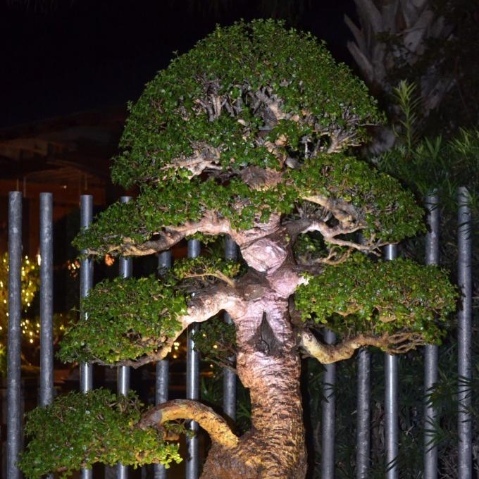 佛罗里达州皮尔斯堡西斯科特植物园中的翡翠盆景。 佛罗里达州皮尔斯堡西斯科特植物园中的翡翠盆景。