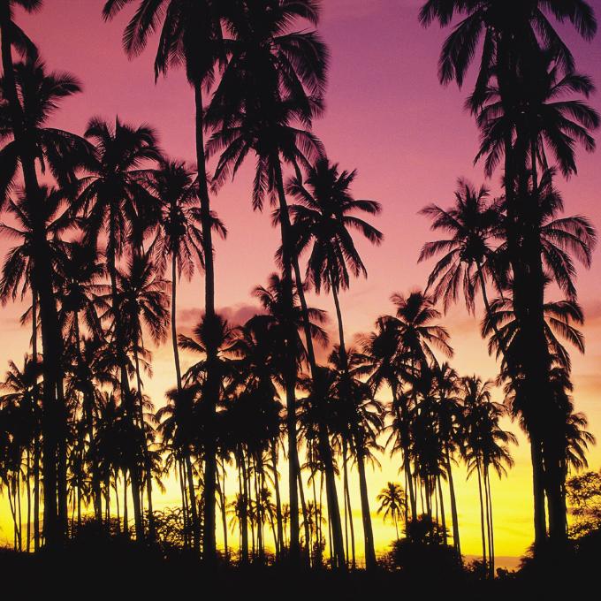夏威夷的皇家椰子海岸 (Royal Coconut Coast) 位于可爱岛 夏威夷的皇家椰子海岸 (Royal Coconut Coast) 位于可爱岛