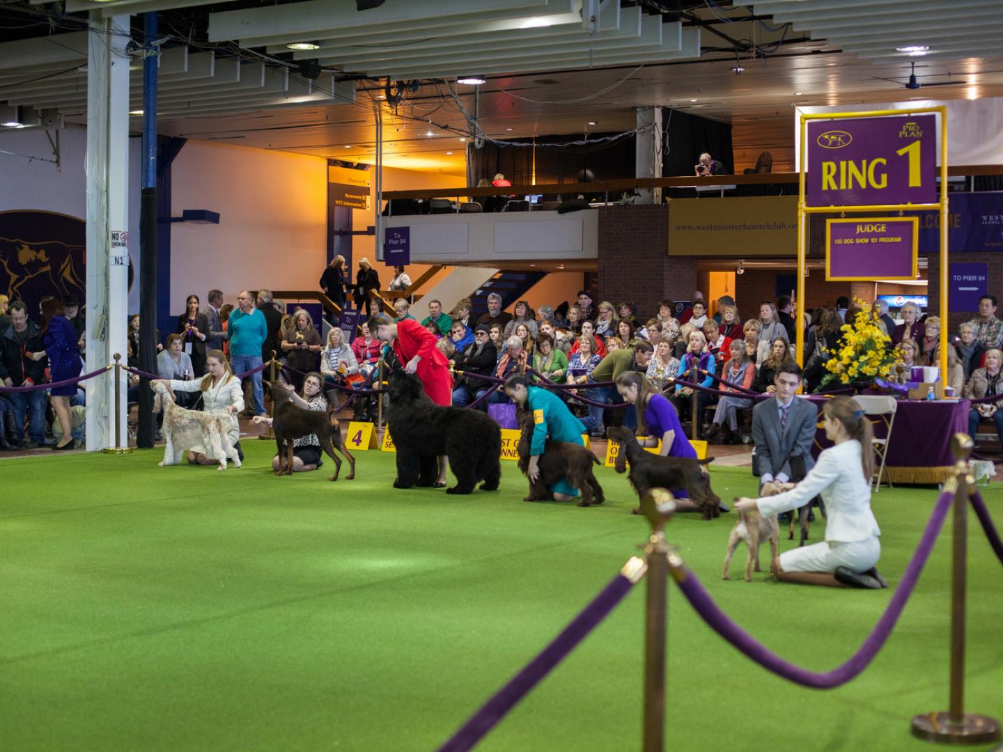 El campo canino en Westminster Dog Show