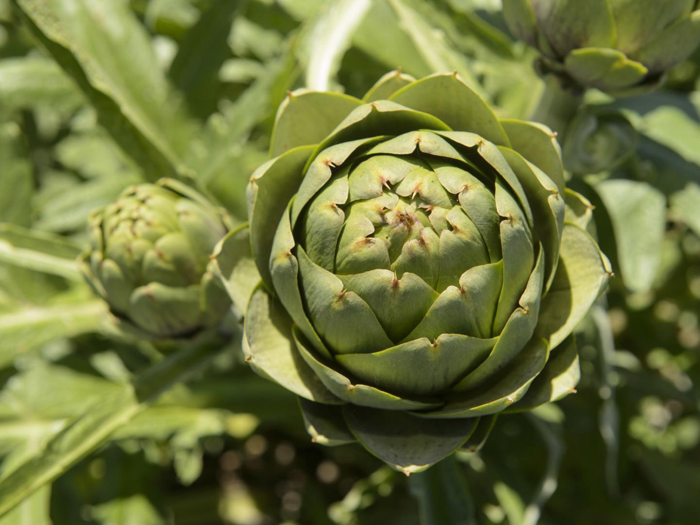 Up close and personal at the Castroville Artichoke Food & Wine Festival