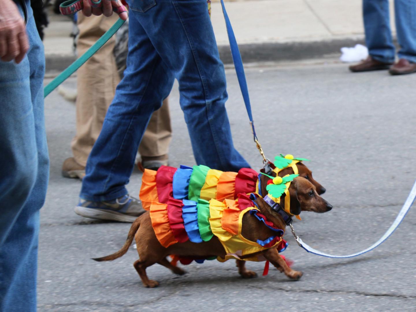 Dressed-up dogs on parade for Halloween in Park City, Utah