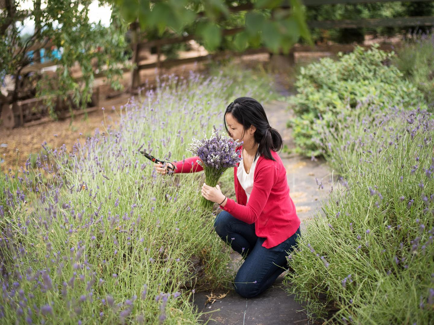 Picking lavender at the Helvetia Lavender Fest in Hillsboro, Oregon