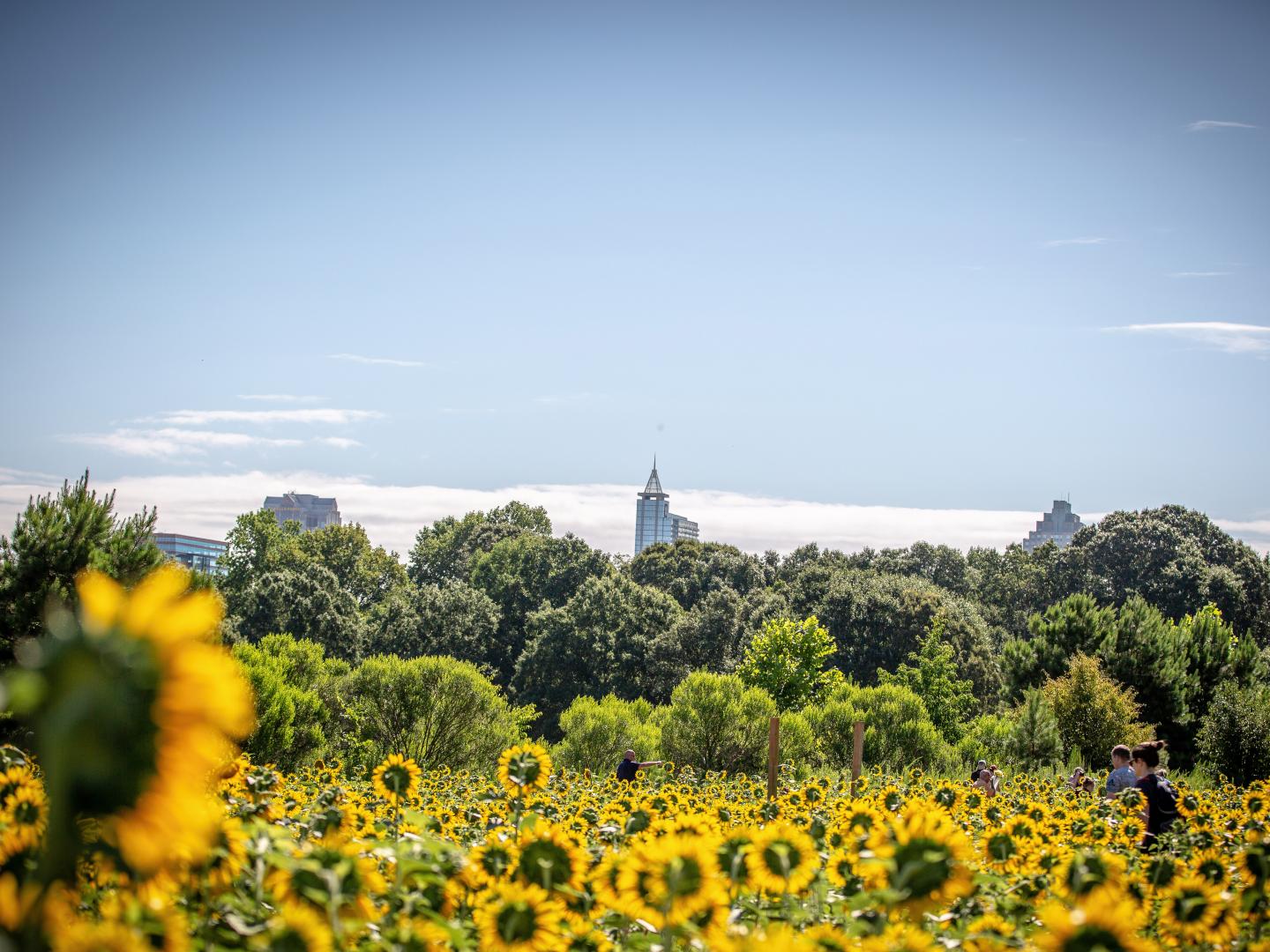 Tournesols au Dorothea Dix Park à Raleigh, en Caroline du Nord