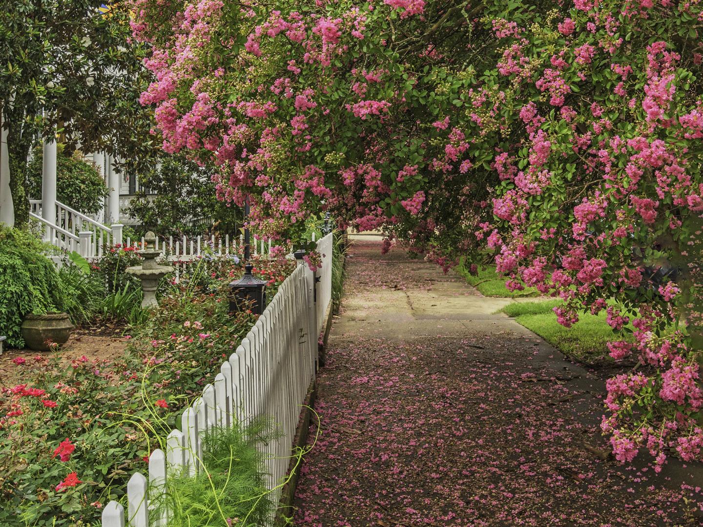 Crepe myrtle trees blooming in Natchez, Mississippi
