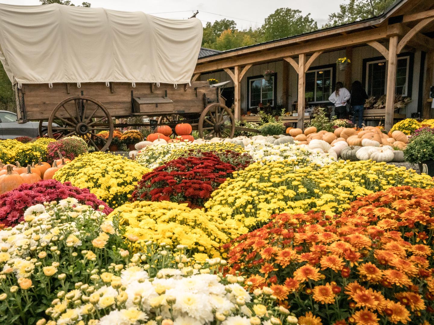 Colorful blooms during Schuyler County Farm Tour Weekend in Watkins Glen, New York