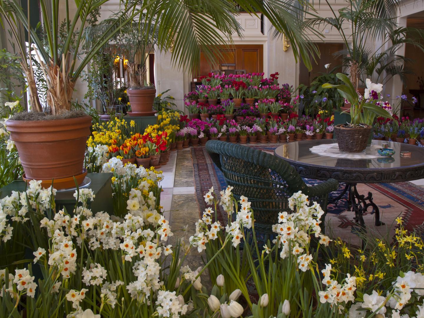 Colorful blooms decorate George Eastman Museum during the annual Dutch Connection event in Rochester, New York