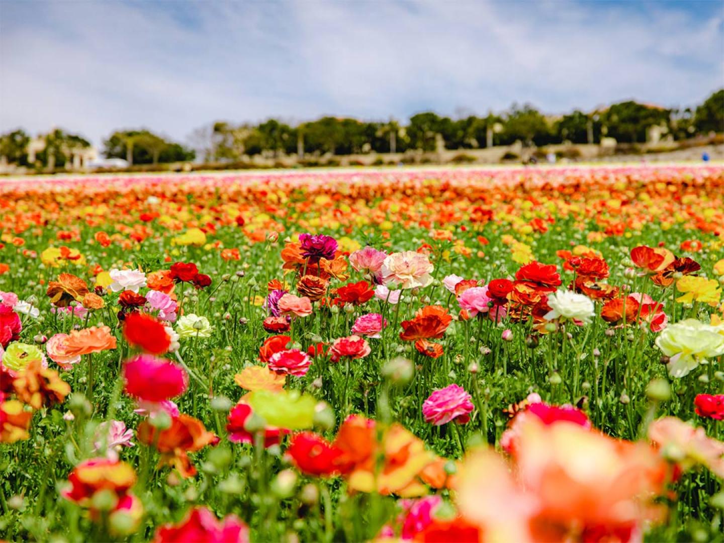 Abundant spring blooms in the Carlsbad Flower Fields