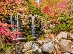 Waterfall and vivid fall foliage in Anderson Japanese Gardens Waterfall and vivid fall foliage in Anderson Japanese Gardens