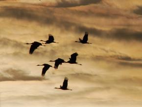 Silhouettes of sandhill cranes against the sky as they migrate across the plains