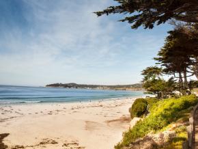 White sand and Cypress trees at Carmel Beach White sand and Cypress trees at Carmel Beach