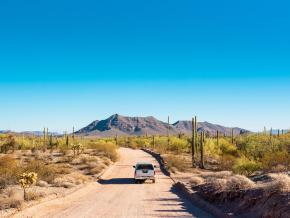 Route touristique au milieu des cactus saguaro dans le désert de Sonora en Arizona