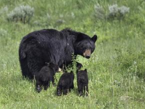 Une famille d’ours noirs aperçue dans une prairie