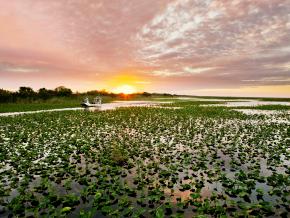 Gliding over the Everglades on an airboat tour Gliding over the Everglades on an airboat tour