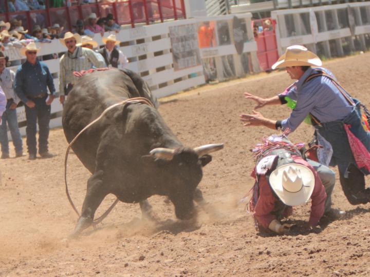 Bull riding action during Cheyenne Frontier Days