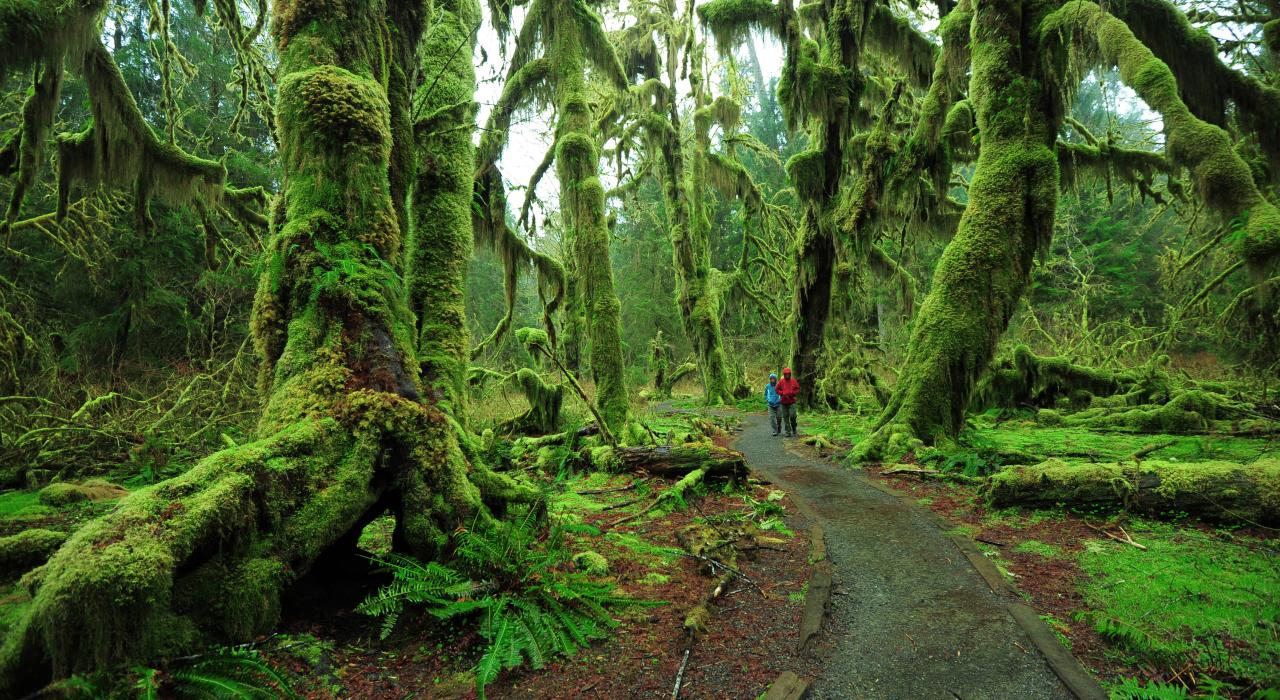 La Hoh Rainforest, l’un des nombreux endroits magnifiques de l’Olympic National Park, État de Washington
