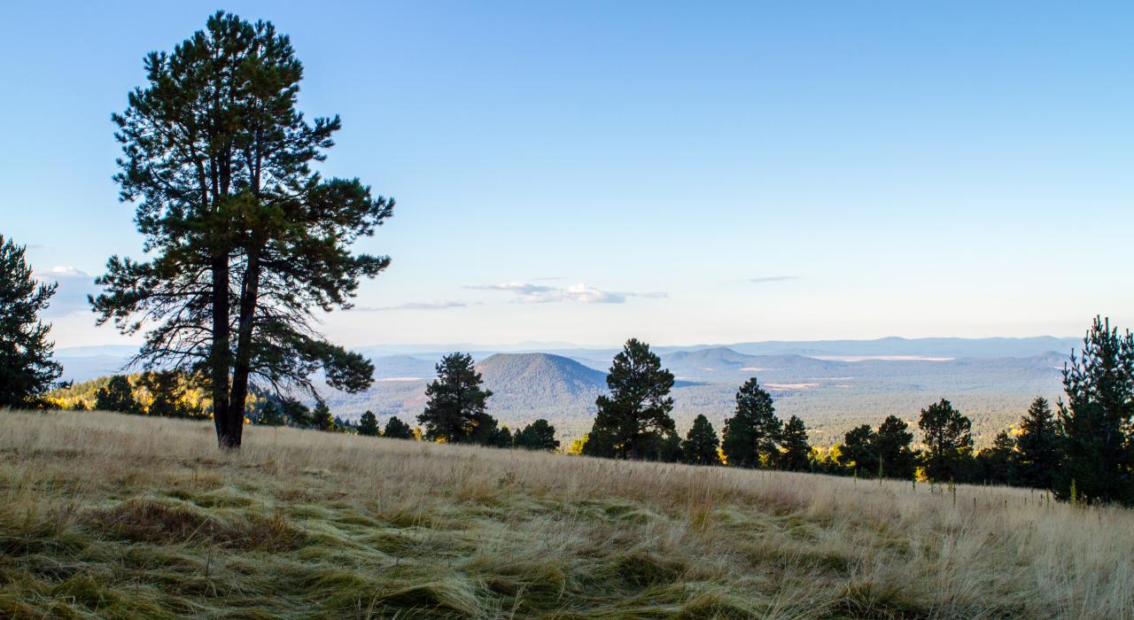 Vistas escénicas en el Bosque Nacional Coconino en Flagstaff, Arizona