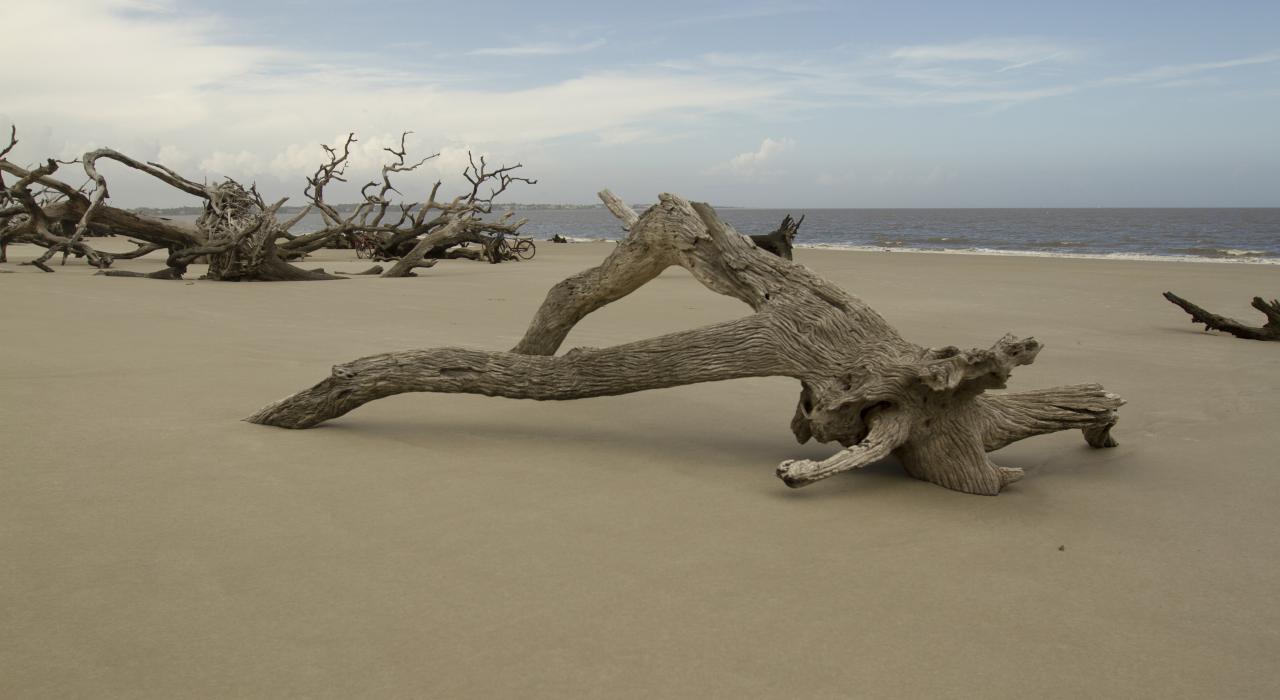 Driftwood Beach on Jekyll Island, Georgia 