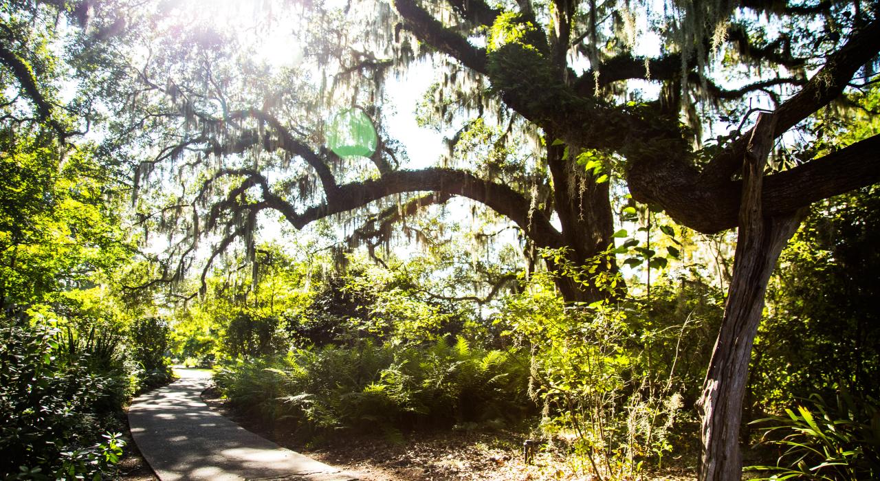 Brookgreen gardens, nature, beauty, magical