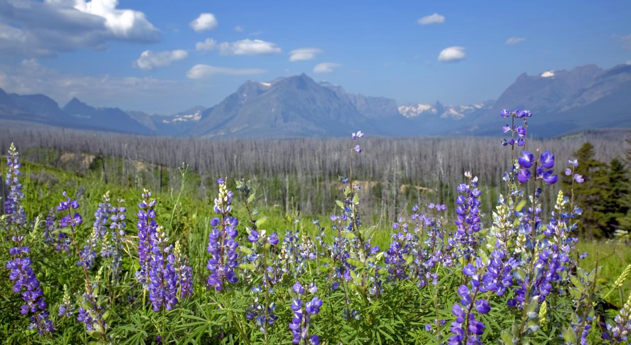 Mountain flower meadow in the Glacier National Park in Montana