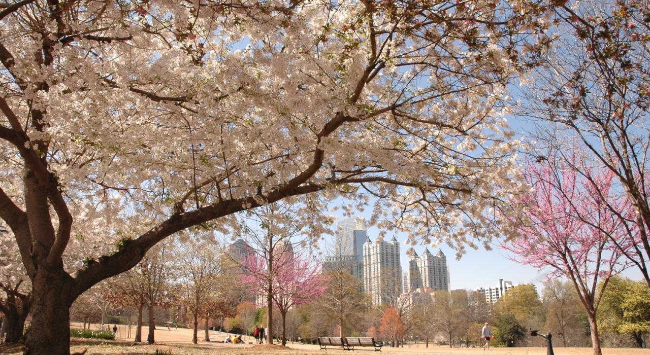 Frühling im Piedmont Park vor der Skyline von Atlanta, Georgia