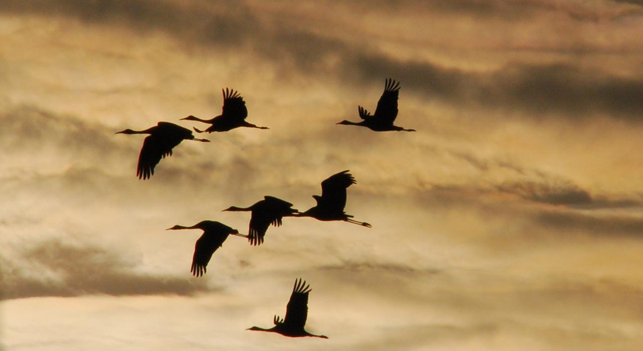 Silhouettes of sandhill cranes against the sky as they migrate across the plains