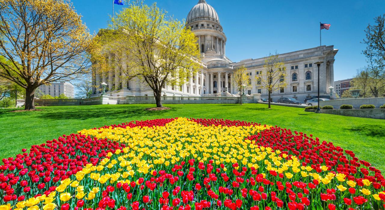 Tulips in bloom at the Wisconsin State Capitol building