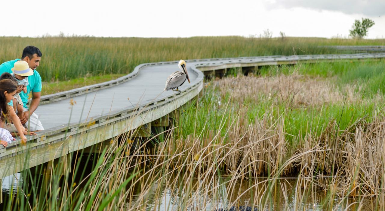Wildlife watching on the Creole Nature Trail