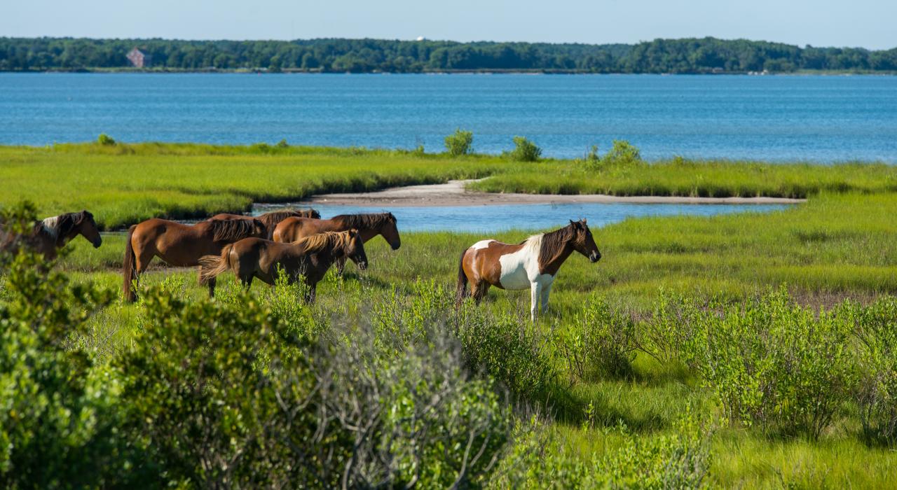 horses at Chincoteague & Assateague Islands