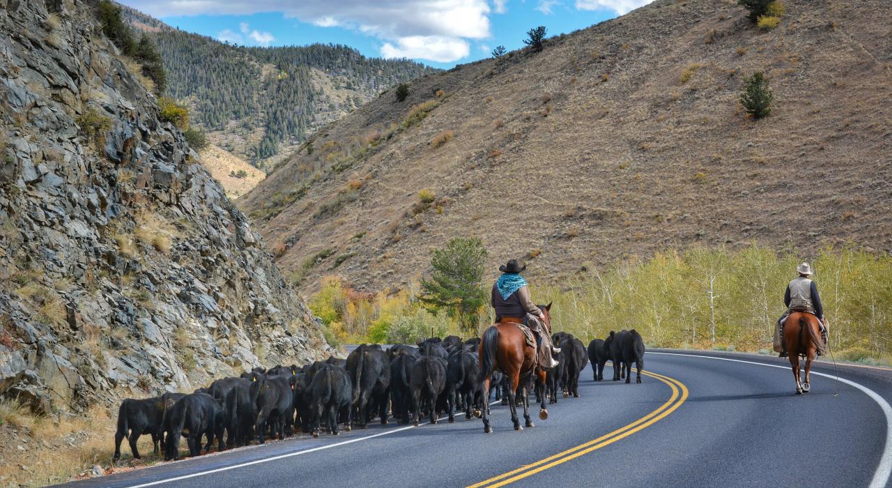 Ranchers driving cattle down a valley road in Woods Landing